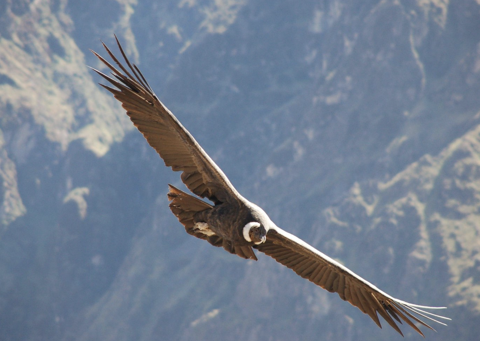Ervaar The Condor’s Trail: een indrukwekkende hike door ruige bergen, met kans op het spotten van de machtige Andescondor.