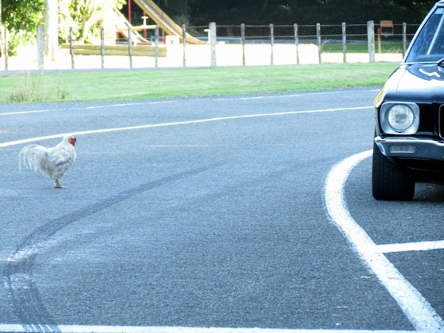 Chicken road oficial, chicken road game Chicken road oficial, chicken road game
