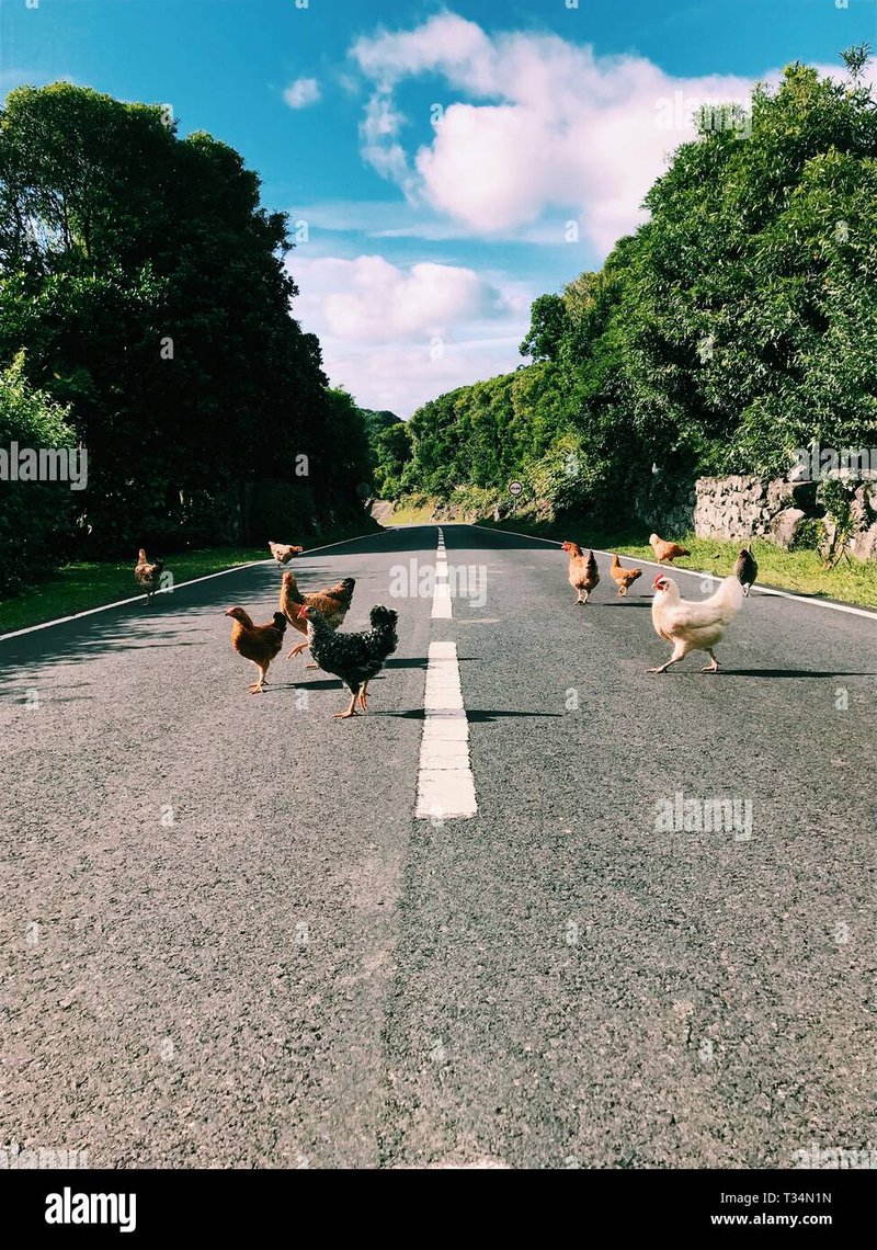 Jugar chicken road in Spain